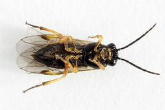 Euura bridgmanii