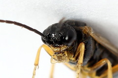 Euura bridgmanii