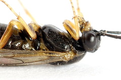 Euura bridgmanii