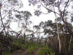 Eucalyptus stenostoma