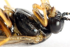 Euura bridgmanii