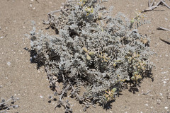 Astragalus miguelensis