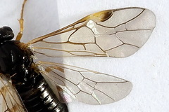 Euura bridgmanii