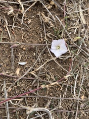 Convolvulus natalensis