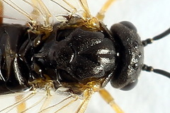 Euura bridgmanii