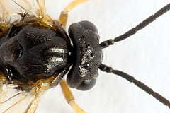 Euura bridgmanii