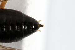 Euura bridgmanii