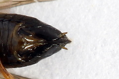 Euura bridgmanii