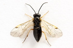 Euura bridgmanii