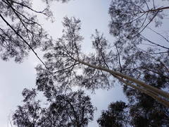 Eucalyptus stenostoma