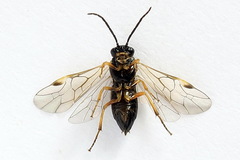 Euura bridgmanii