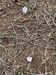 Convolvulus natalensis