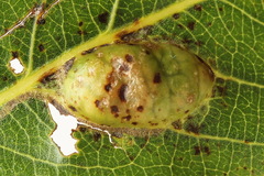 Euura bridgmanii