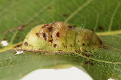 Euura bridgmanii