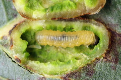 Euura bridgmanii