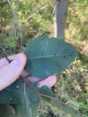 Eucalyptus amplifolia