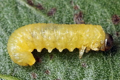 Euura bridgmanii
