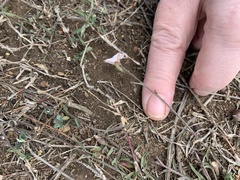 Convolvulus natalensis