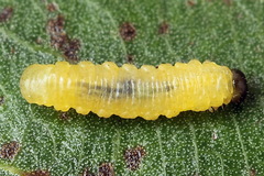 Euura bridgmanii
