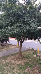 Ehretia anacua