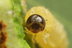 Euura bridgmanii