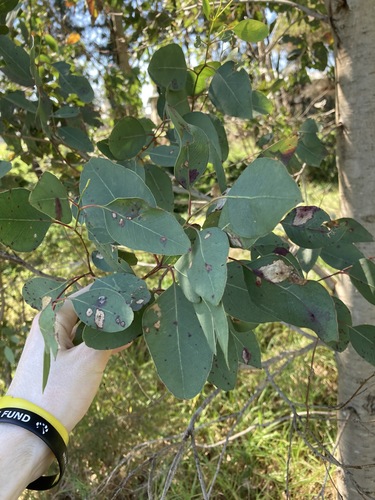Image of Eucalyptus amplifolia by (c) Thomas Mesaglio, some rights reserved (CC BY)