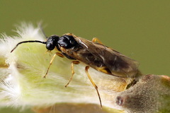 Euura bridgmanii