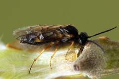 Euura bridgmanii