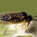Sallow Bean-gall Sawfly - Photo (c) Andrey Ponomarev, some rights reserved (CC BY-NC), uploaded by Andrey Ponomarev