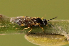 Euura bridgmanii