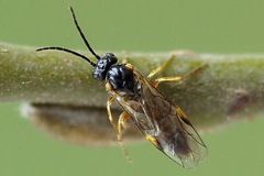 Euura bridgmanii