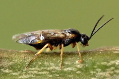 Euura bridgmanii