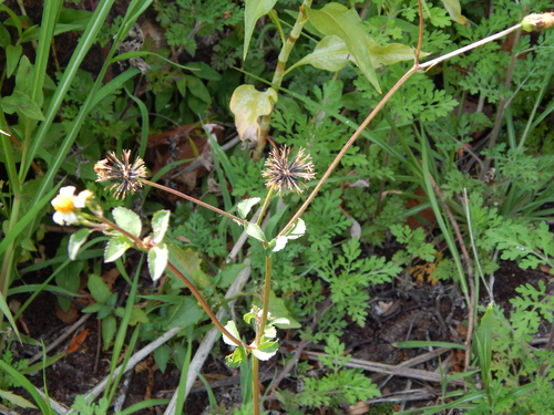 Bidens pilosa image