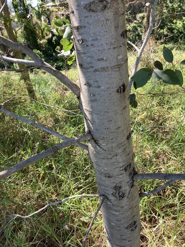 Image of Eucalyptus amplifolia by (c) Thomas Mesaglio, some rights reserved (CC BY)