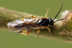 Euura bridgmanii