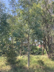 Eucalyptus amplifolia