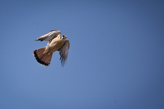 Falco sparverius sparverius