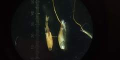 Pogonatherum paniceum