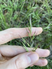 Rytidosperma tenuius