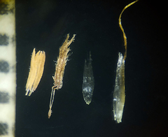 Pogonatherum paniceum