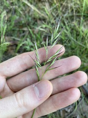 Rytidosperma tenuius