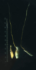 Pogonatherum paniceum