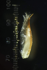 Pogonatherum paniceum