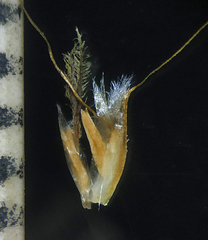Pogonatherum paniceum
