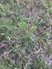 Rytidosperma tenuius