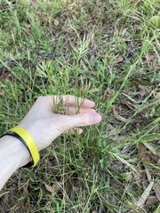 Rytidosperma tenuius