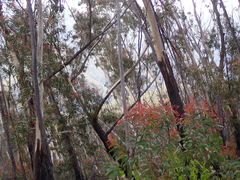 Eucalyptus stenostoma