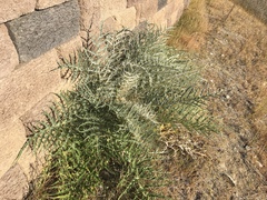 Cynara cardunculus cardunculus