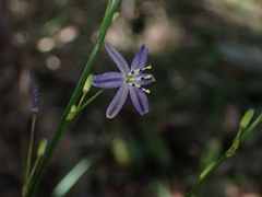 Caesia parviflora vittata