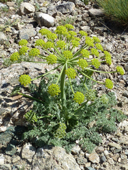 Zosima absinthifolia